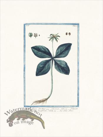 Bonelli 352 One Berry